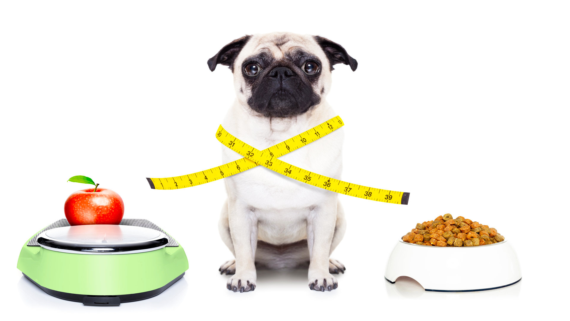 Как Сбросить Лишний Вес У Собаки