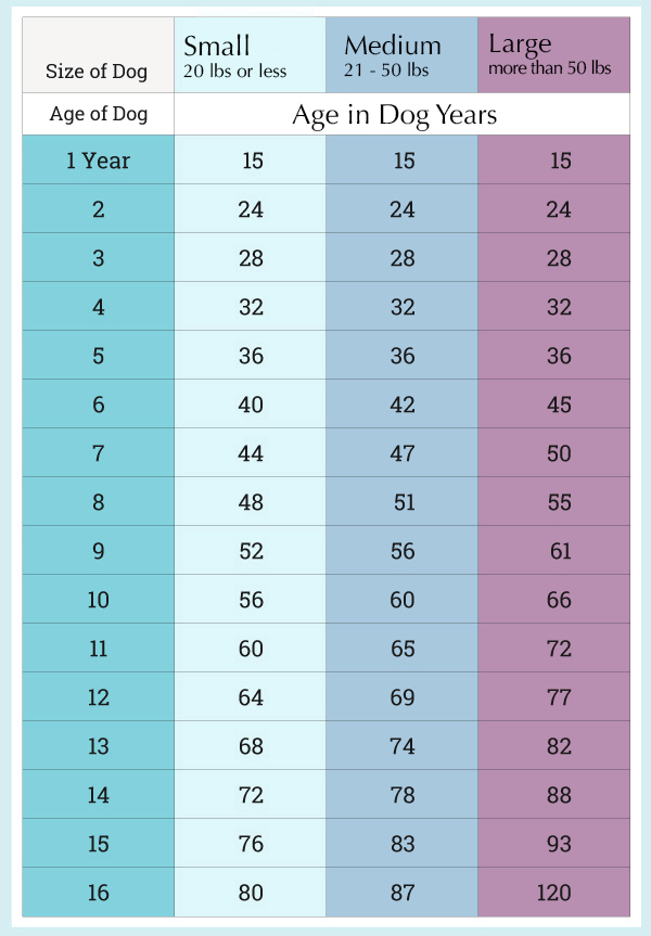 How much is 1 store years in dog years