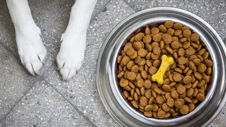 Diet dog food for Obese dogs