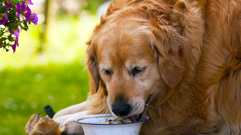 Obese dog eating dog food