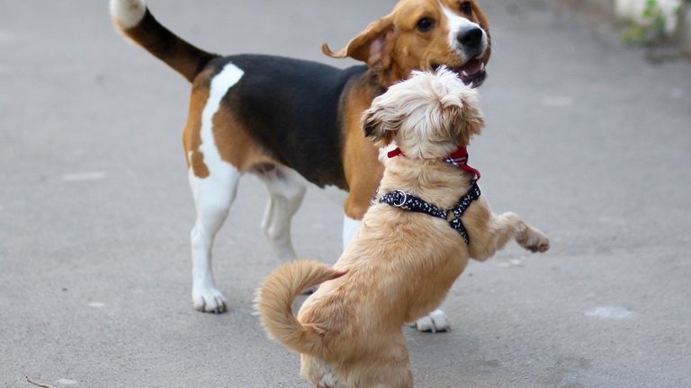 Beagle playing with other dog