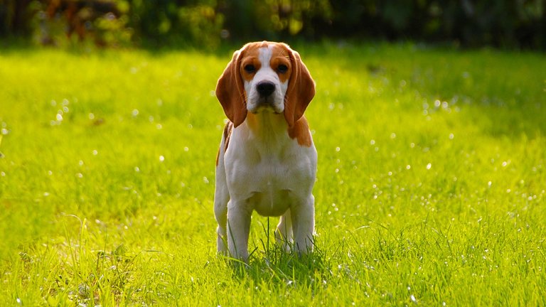 The Beagle - all about the breed