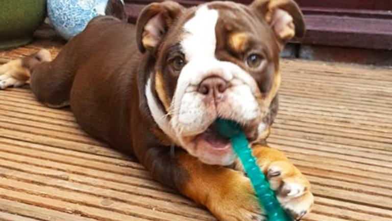 Bulldog puppy chewing on a treat