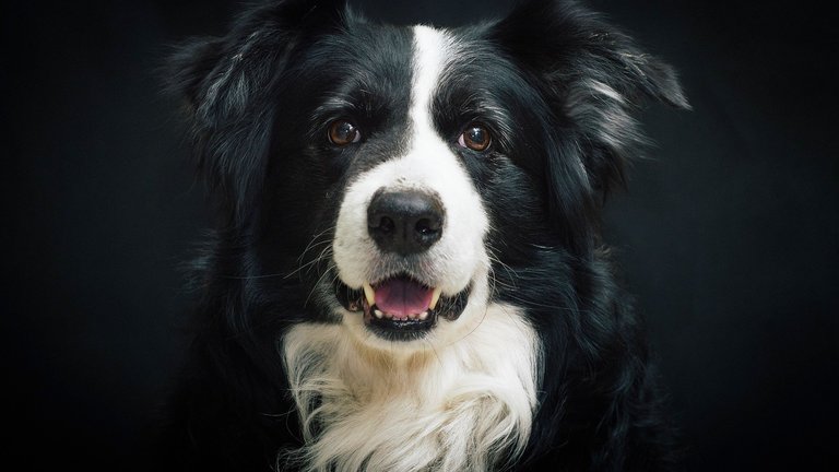 5 Reasons Your Dog is Smarter than You