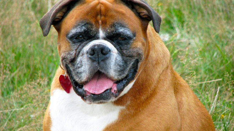 Obese dog showing signs of arthritis symptoms