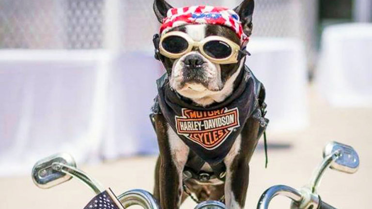 Chopper the Boston Terrier Chopper the Boston Terrier