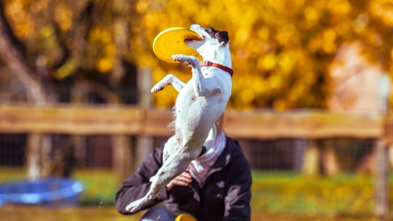 Dog sport - disc dogs Dog sport - disc dogs