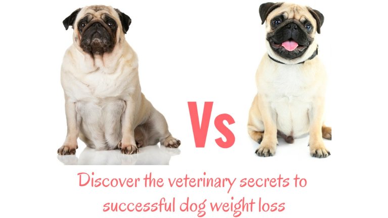 pet weight loss calculator