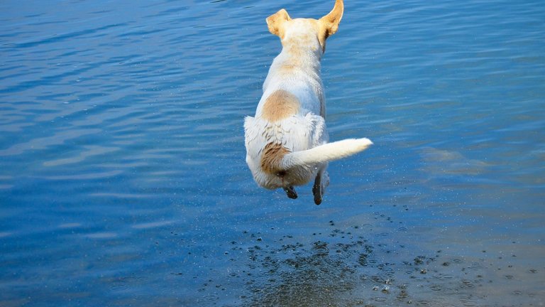 Dog sport - dock diving