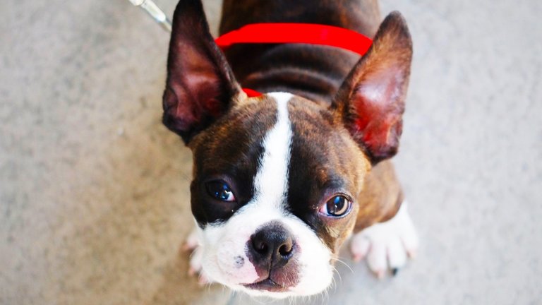 The Boston Terrier - all about the breed