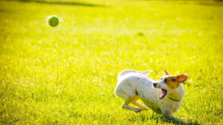 Dog playing with a flyball in a park during covid