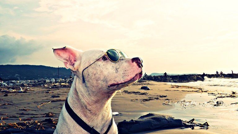 Dog wearing a sunglass at the beach