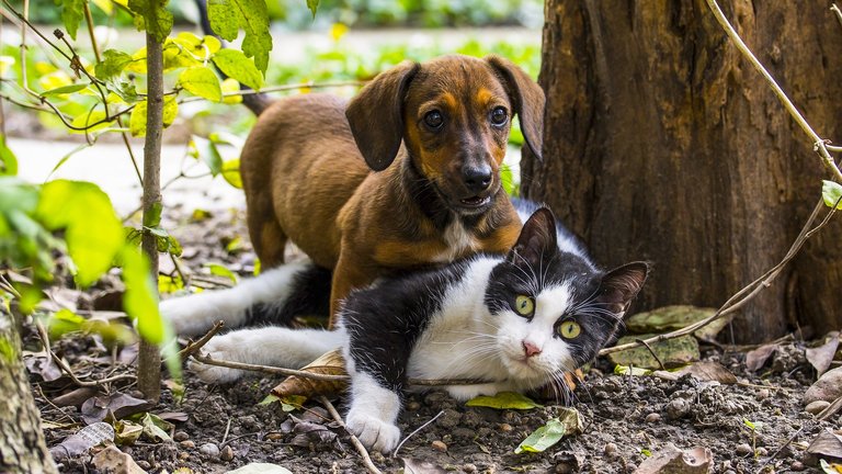 Dachshund and cat playing
