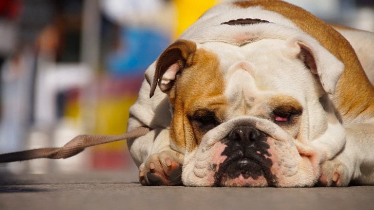 Overweight dogs are prone to dog heat stroke