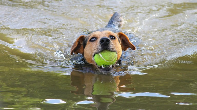 Trening Flyball