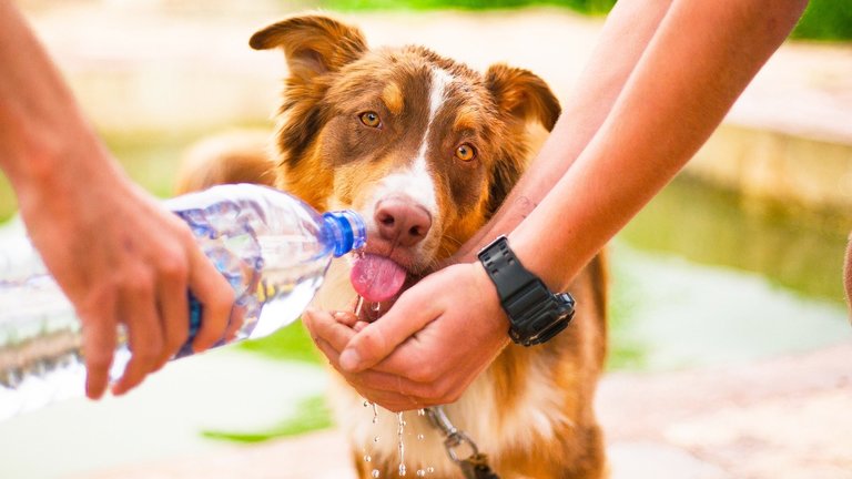 Signs of Heat Stroke in Dogs and How to Keep Your Dog Cool