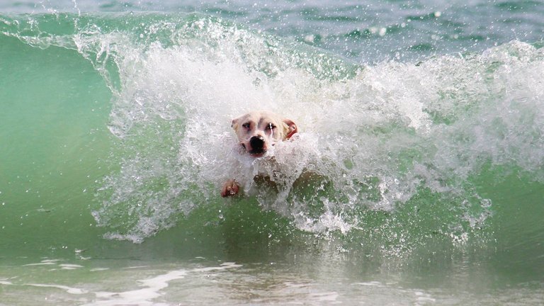 Dog Beach Surf Dog Beach Surf