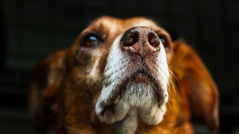 A Dog's Sense of Smell: Just how powerful is it?