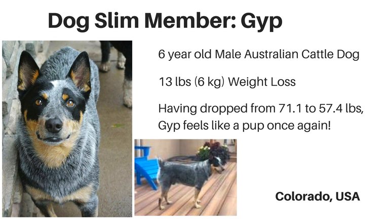 Dog Slim Member Gyp