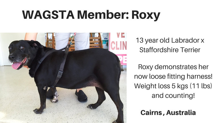 Wagsta member - Roxy