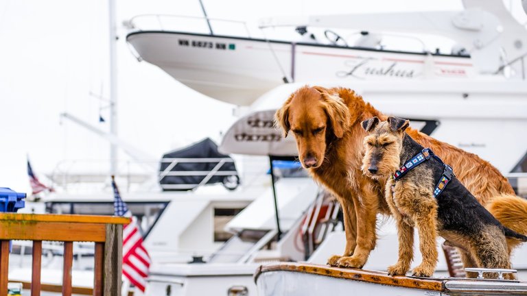 Dog Friendly Cruises