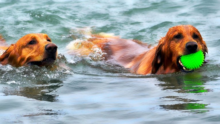 free public dog parks near me