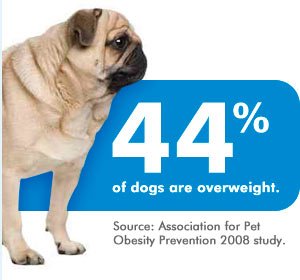 44% of dogs are overweight.