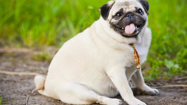 An overweight Pug dog