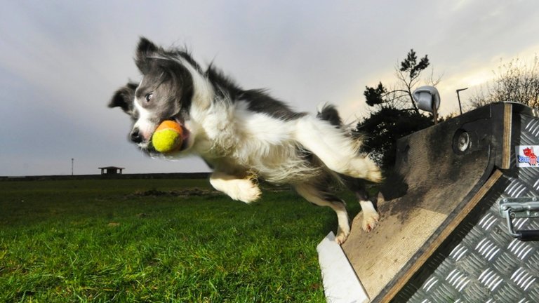 Flyball Flyball