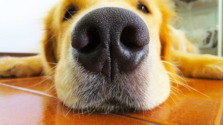 Dog sense of smell