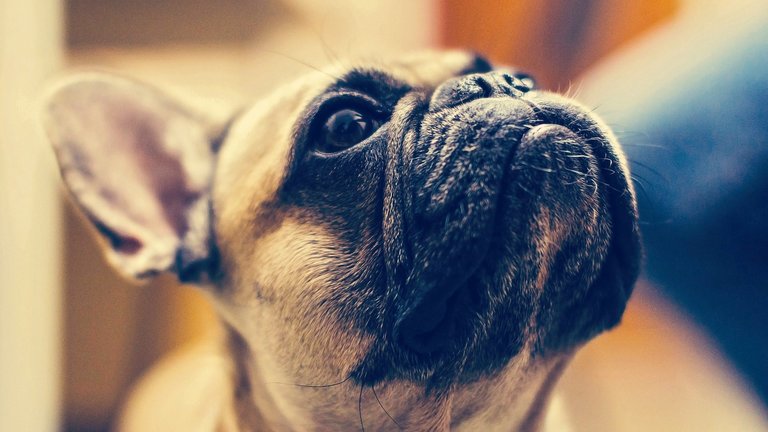 Brachycephalic Dogs - How to Manage Flat Faced Dog Health Problems