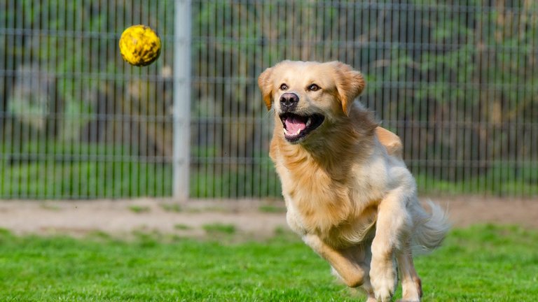 Flyball psy