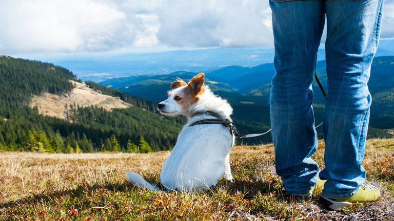 Record your dog workouts on WAGSTA