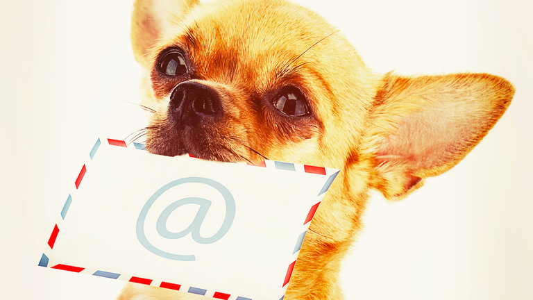 Dog diet tips and best dog foods for weight loss Dog diet tips and best dog foods for weight loss