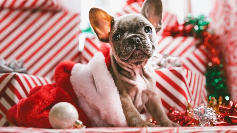 dog with christmas presents
