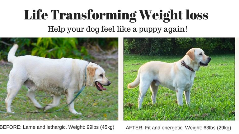 Dog Slim Weight Loss Plan