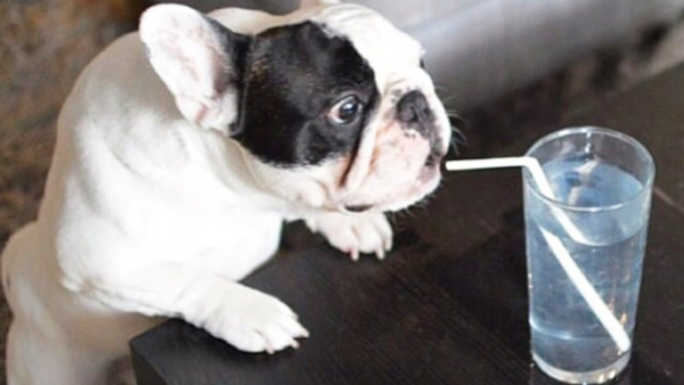 Mannie the French Bulldog trying to drink water