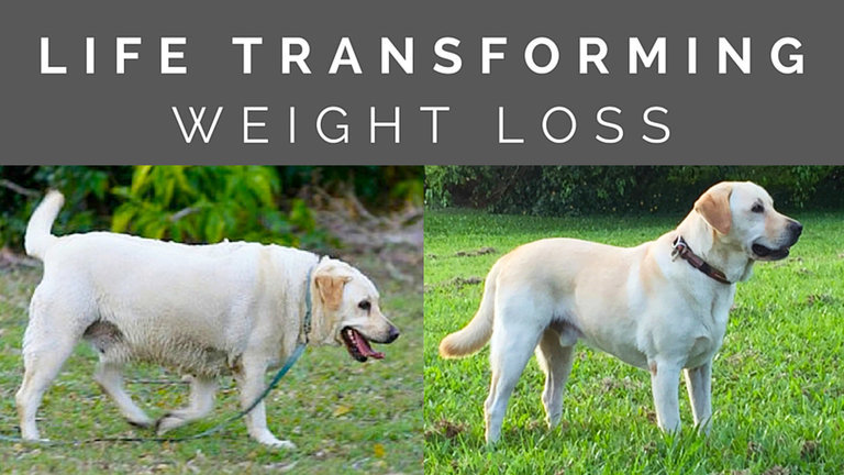 Dog Slim Weight Loss Plan