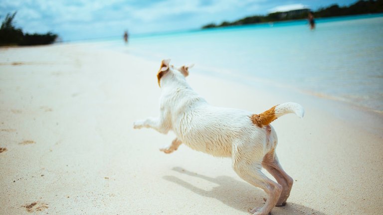 Dog Beach Finder & Dog Beach Safety