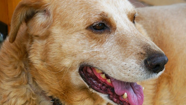 Dog Lifespan is Impacted by Obesity