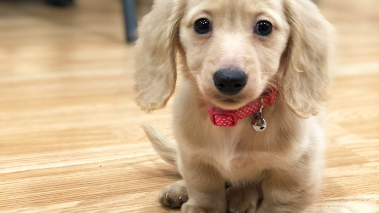 Dog friendly cafes Dog friendly cafes