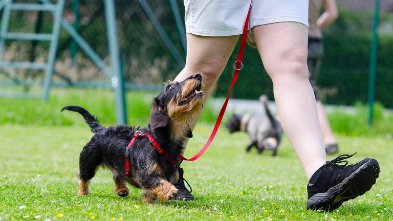 Dog Sport - Obedience Dog Sport - Obedience