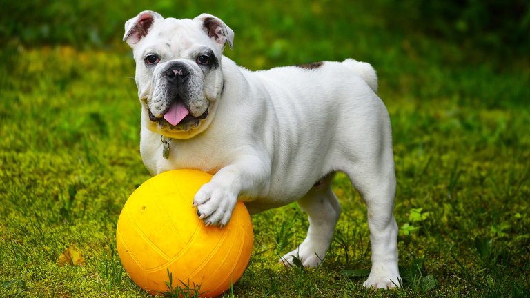 Bulldog puppy playing with a ball