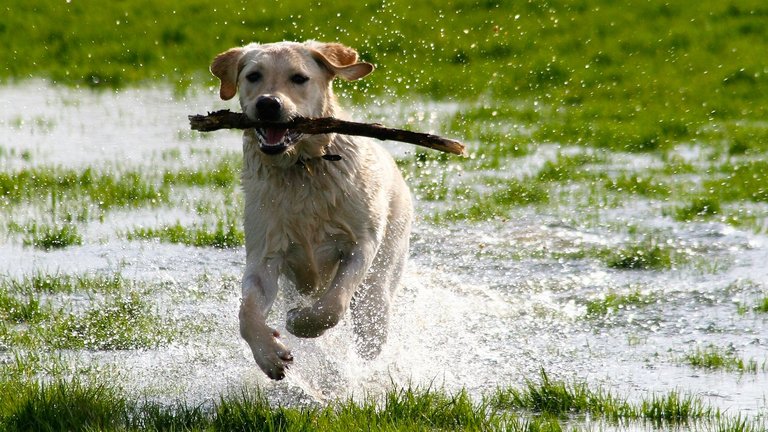 Labrador playing fetch