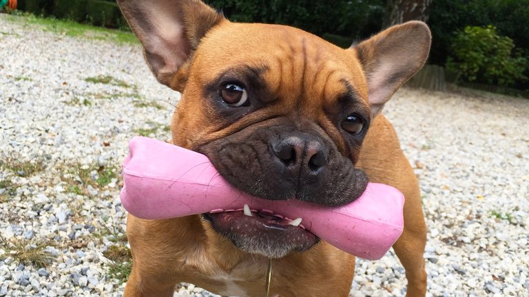 French Bulldog puppy chewing a toy