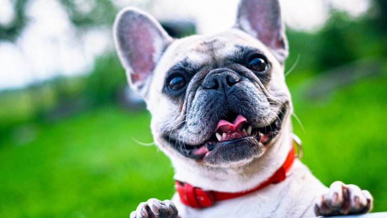 French Bulldog - all about the breed