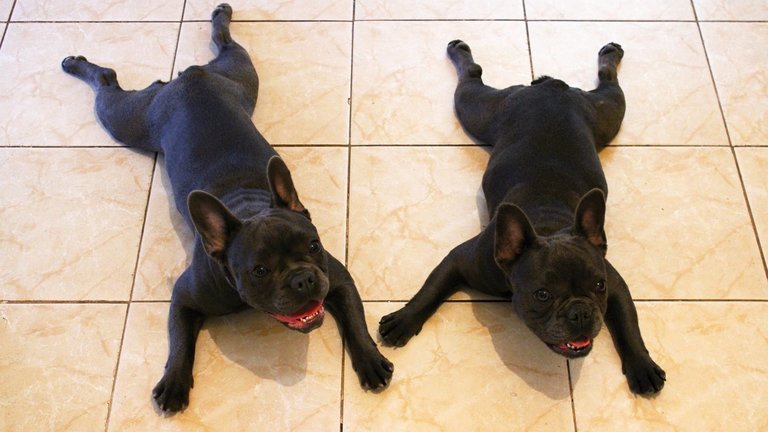 French bulldogs lying on the floor