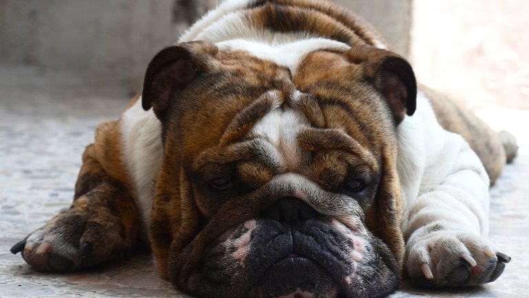 Bulldog looking tired 