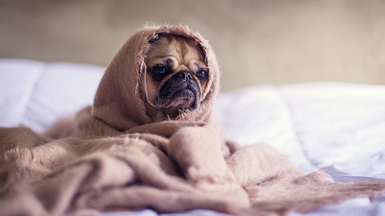 Pug dog in bed
