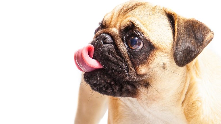 Brachycephalic Dogs - How to Manage Flat Faced Dog Health Problems